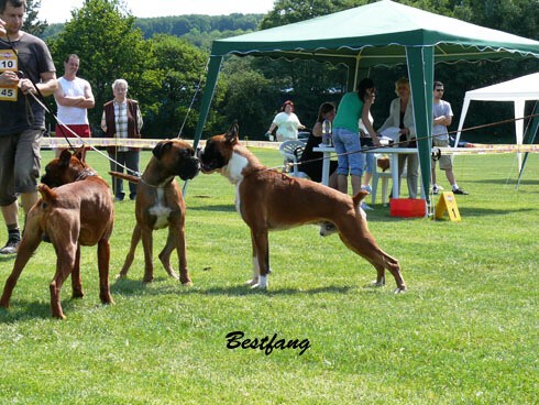 www.boxerklub.sk