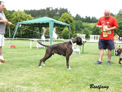 www.boxerklub.sk