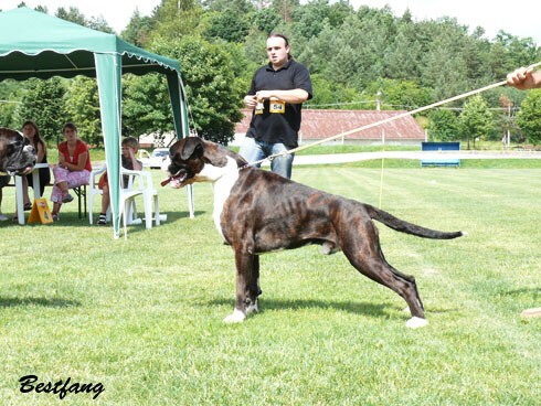 www.boxerklub.sk