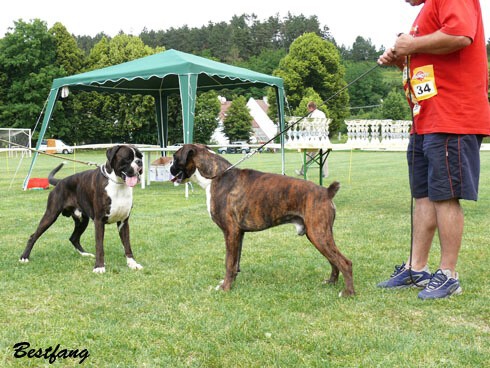 www.boxerklub.sk