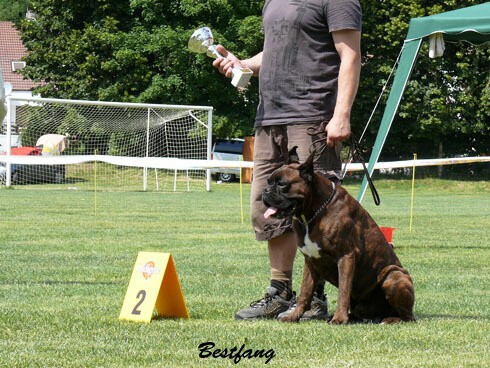 www.boxerklub.sk