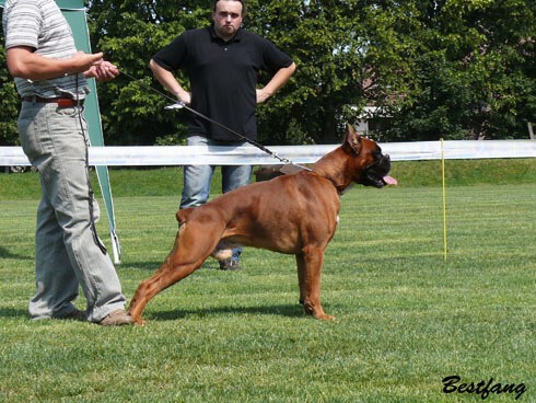 www.boxerklub.sk