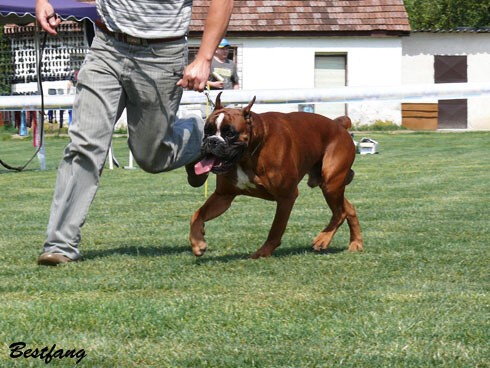 www.boxerklub.sk