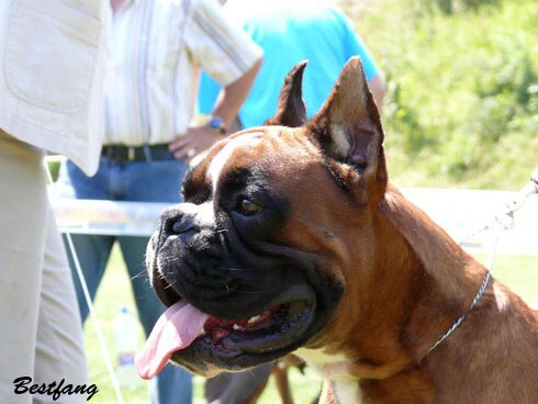 www.boxerklub.sk