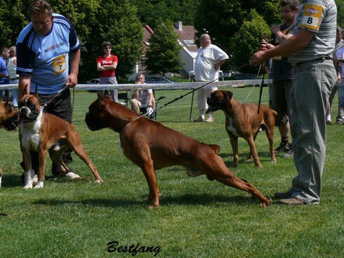 www.boxerklub.sk