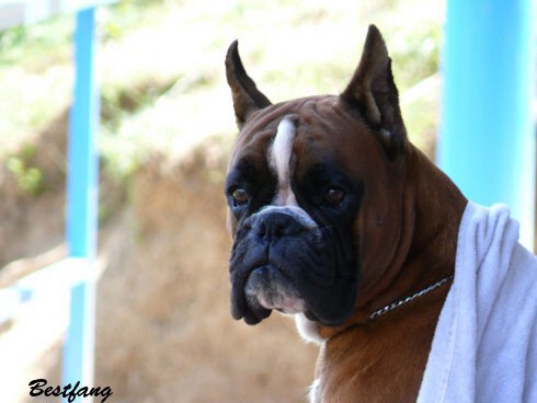 www.boxerklub.sk