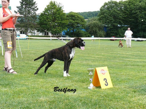 www.boxerklub.sk