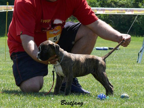 www.boxerklub.sk