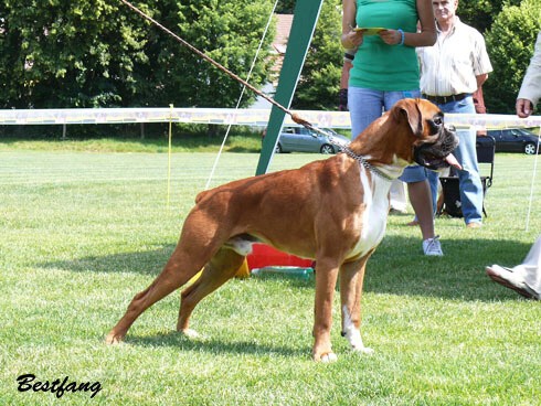 www.boxerklub.sk