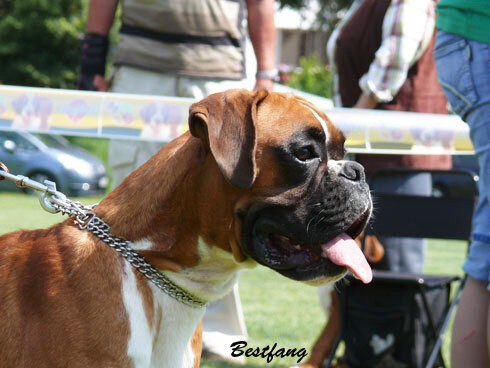 www.boxerklub.sk