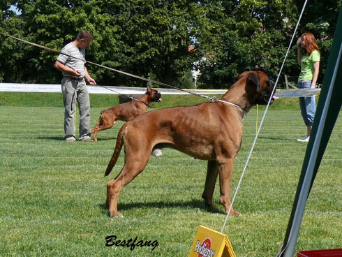 www.boxerklub.sk