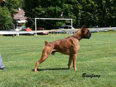 www.boxerklub.sk