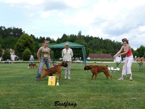 www.boxerklub.sk