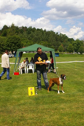 Slovenský boxer klub - www.boxerklub.sk