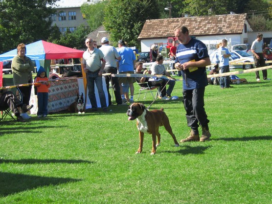 www.boxer-show.eu