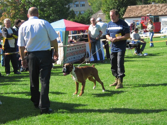 www.boxer-show.eu