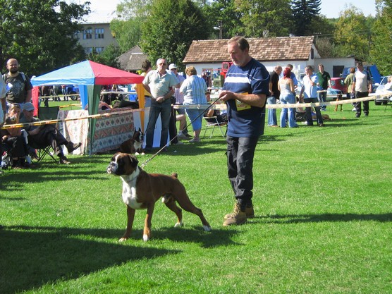 www.boxer-show.eu