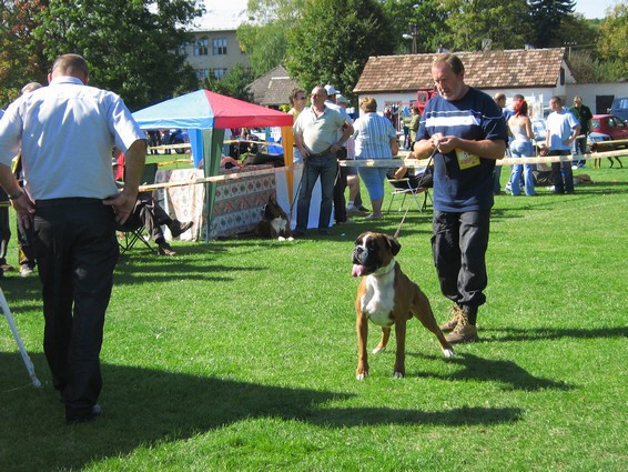 www.boxer-show.eu
