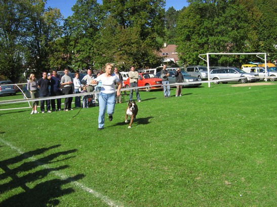 www.boxer-show.eu