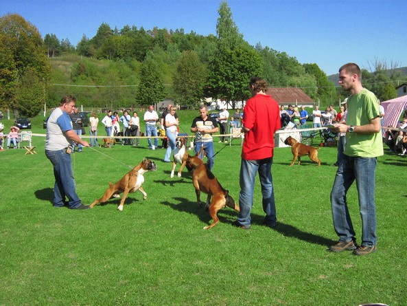 www.boxer-show.eu