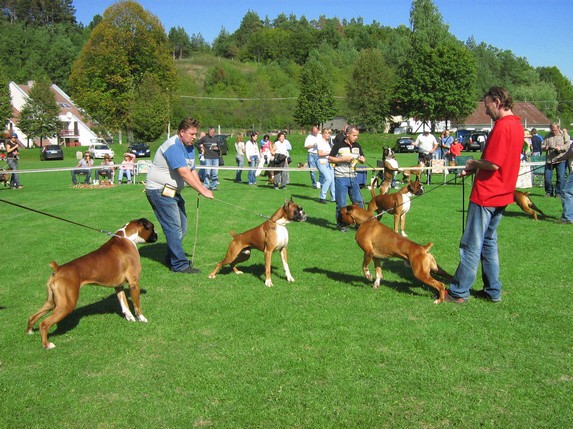 www.boxer-show.eu