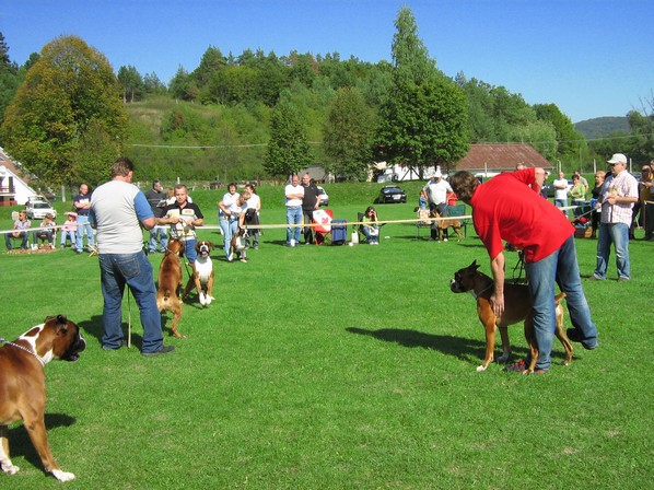 www.boxer-show.eu