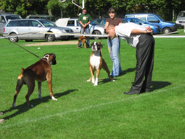 www.boxer-show.eu