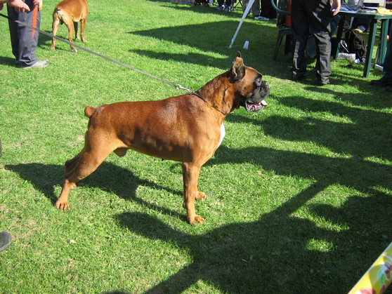 www.boxer-show.eu