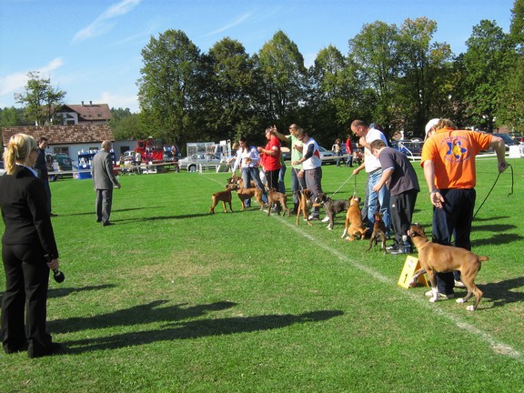 www.boxer-show.eu