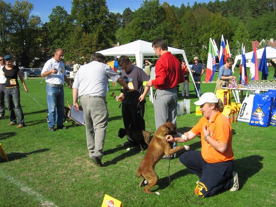 www.boxer-show.eu