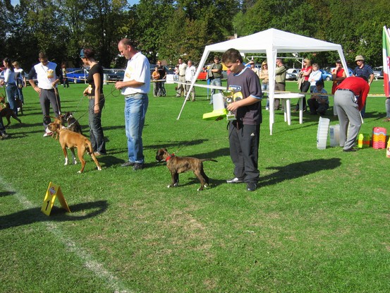 www.boxer-show.eu