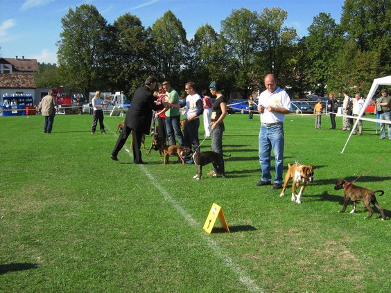 www.boxer-show.eu