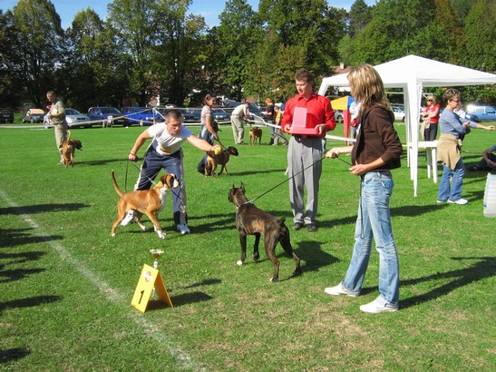 www.boxer-show.eu