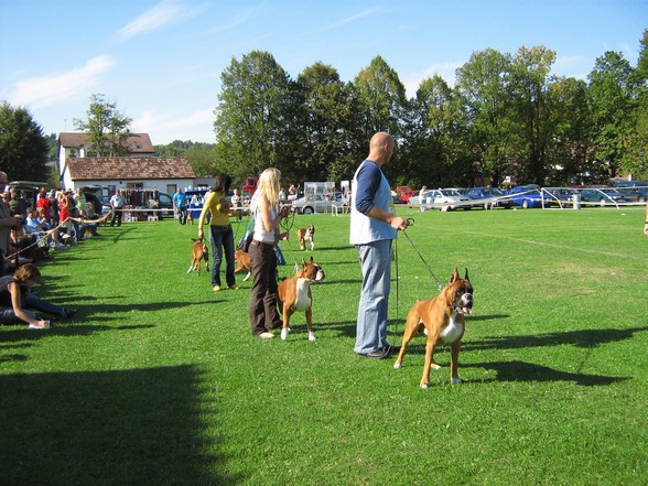 www.boxer-show.eu