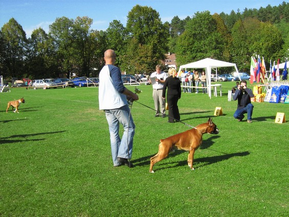 www.boxer-show.eu