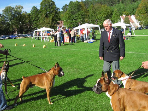www.boxer-show.eu