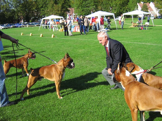 www.boxer-show.eu
