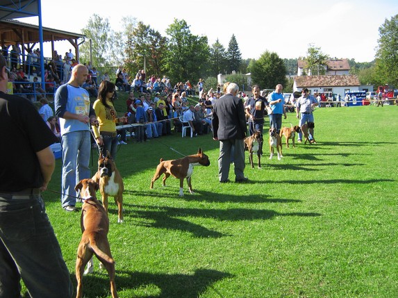 www.boxer-show.eu