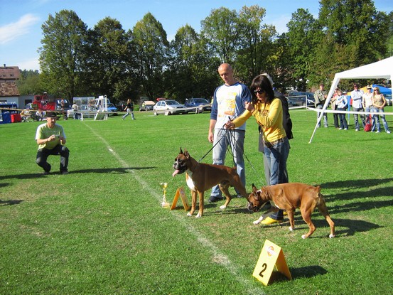 www.boxer-show.eu