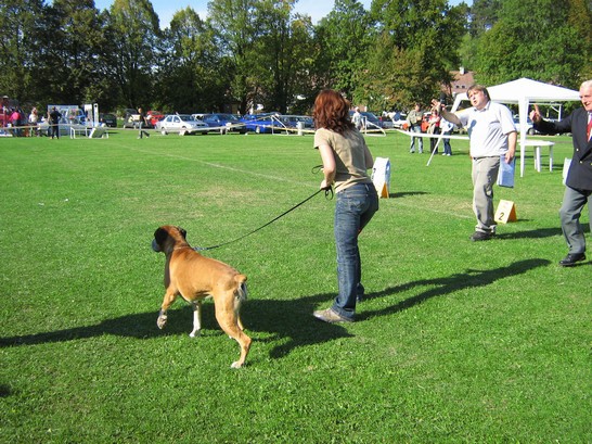 www.boxer-show.eu