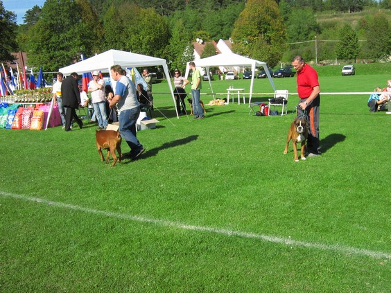 www.boxer-show.eu