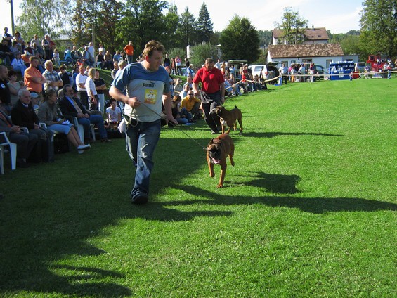 www.boxer-show.eu
