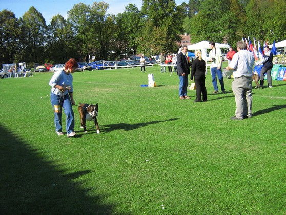 www.boxer-show.eu