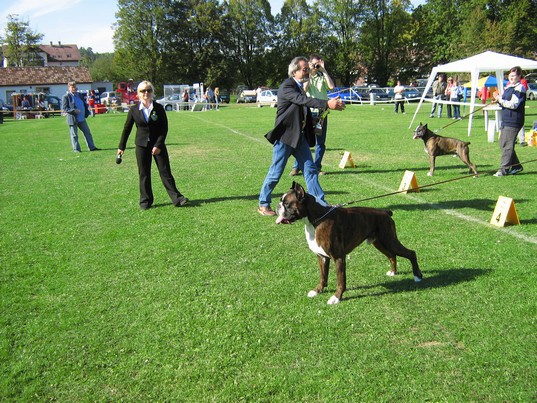 www.boxer-show.eu