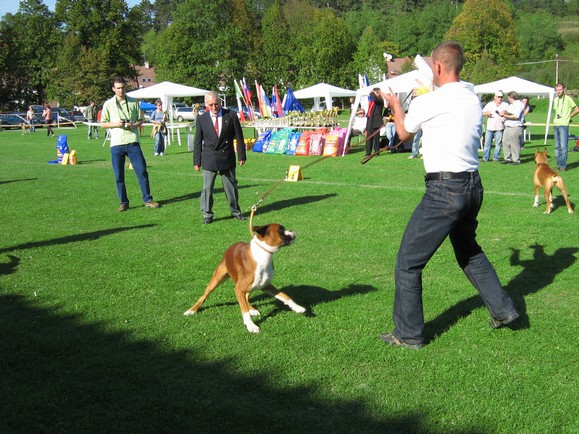www.boxer-show.eu