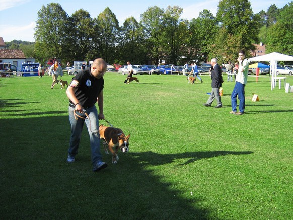 www.boxer-show.eu