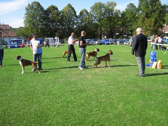 www.boxer-show.eu