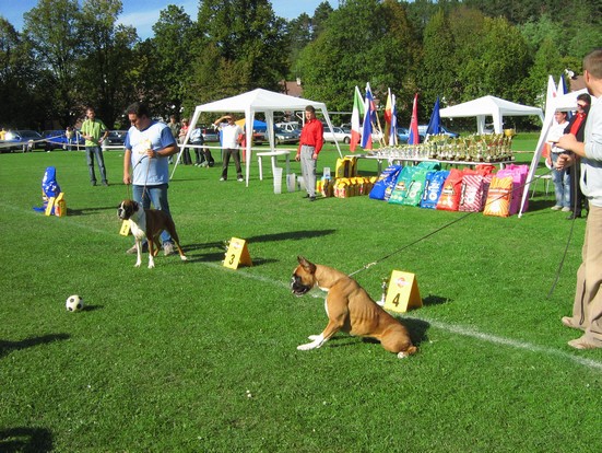 www.boxer-show.eu