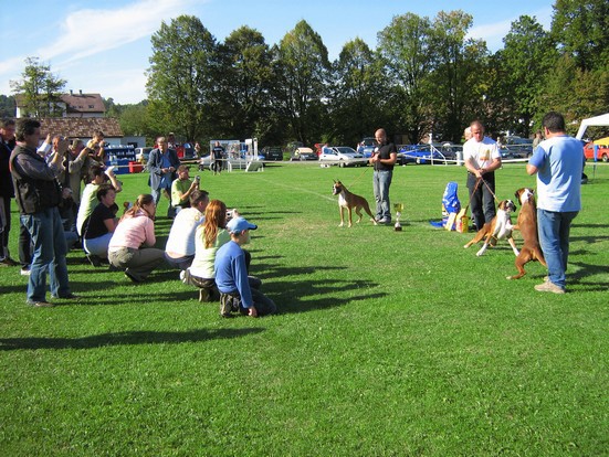 www.boxer-show.eu