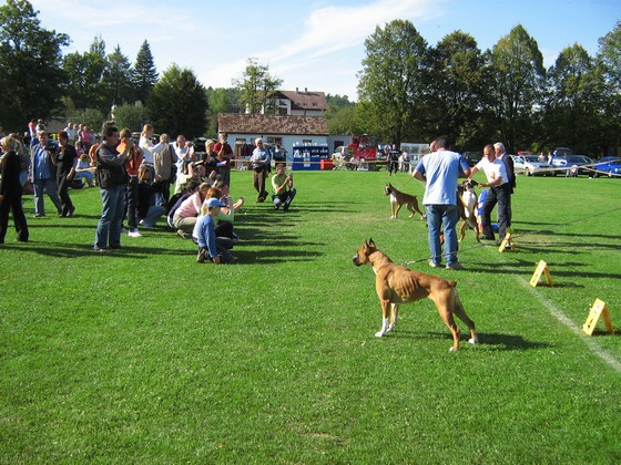 www.boxer-show.eu